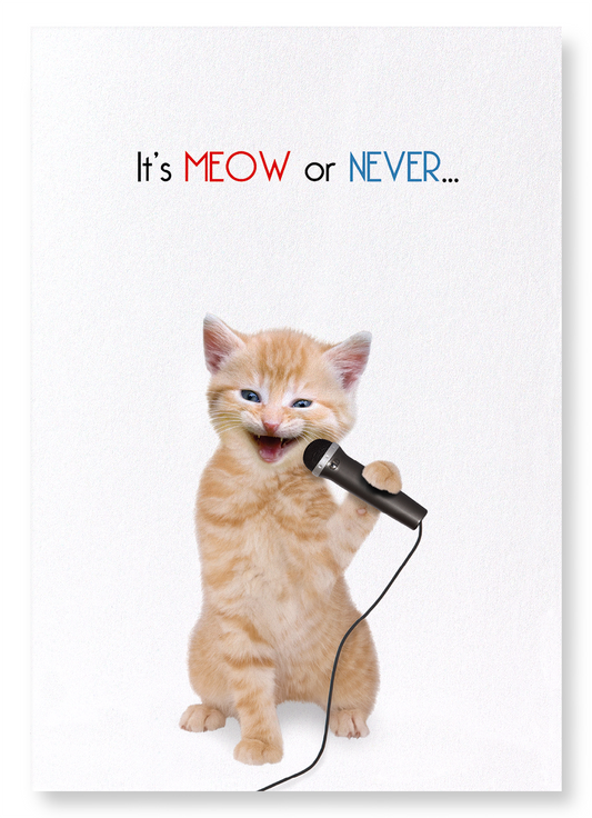 IT'S MEOW OR NEVER: Funny Animal Art Print
