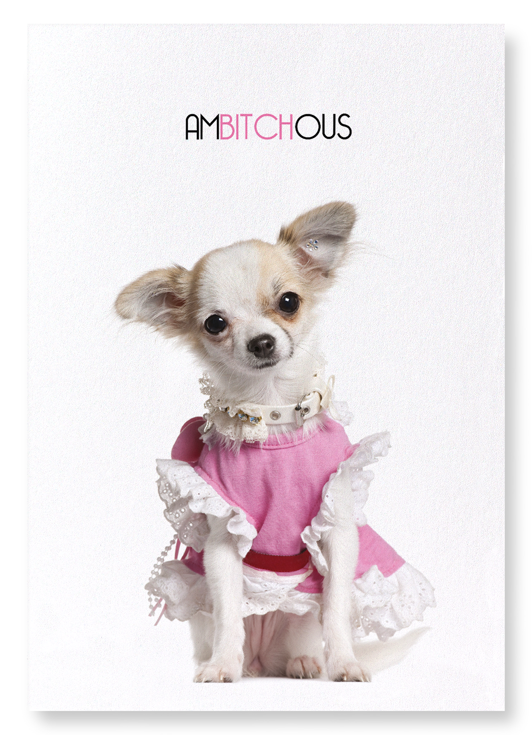 AMBITCHOUS: Funny Animal Art Print