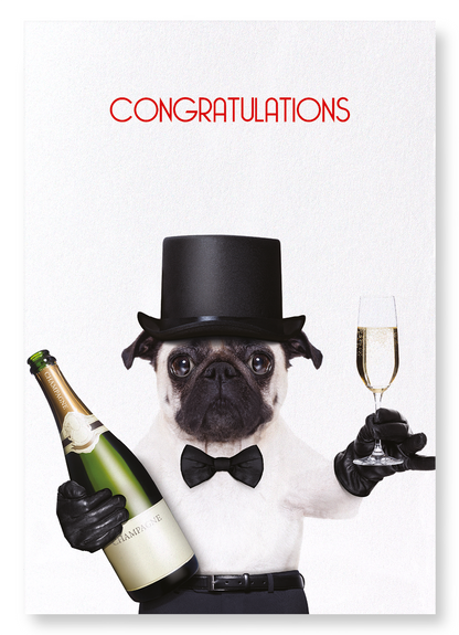 CONGRATULATIONS FROM MR PUG: Funny Animal Art Print