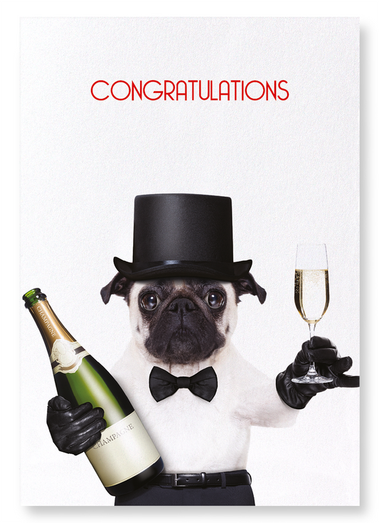 CONGRATULATIONS FROM MR PUG: Funny Animal Art Print