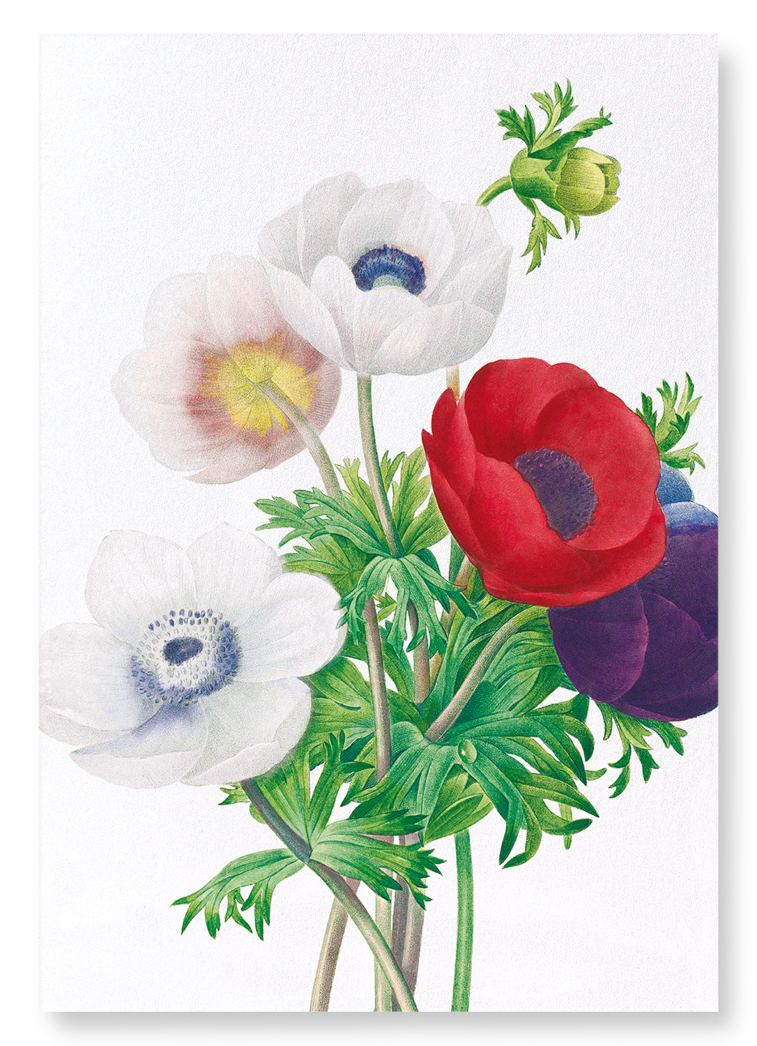 ANEMONE: Botanical Art Print
