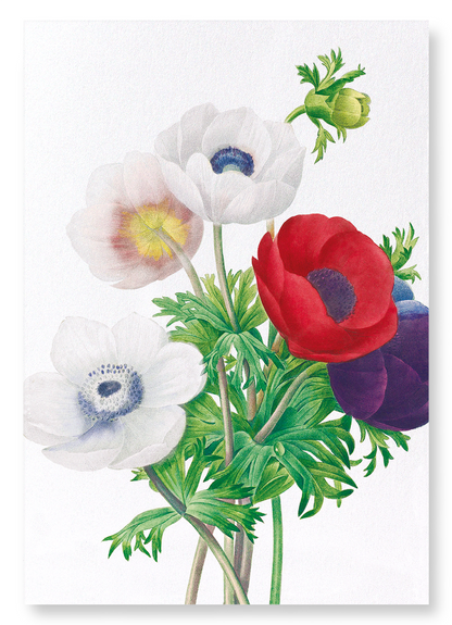 ANEMONE: Botanical Art Print