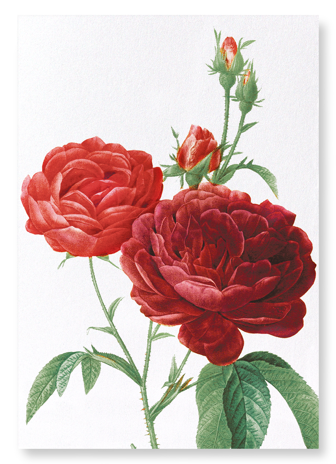 DARK RED GALLICA ROSES: Botanical Art Print