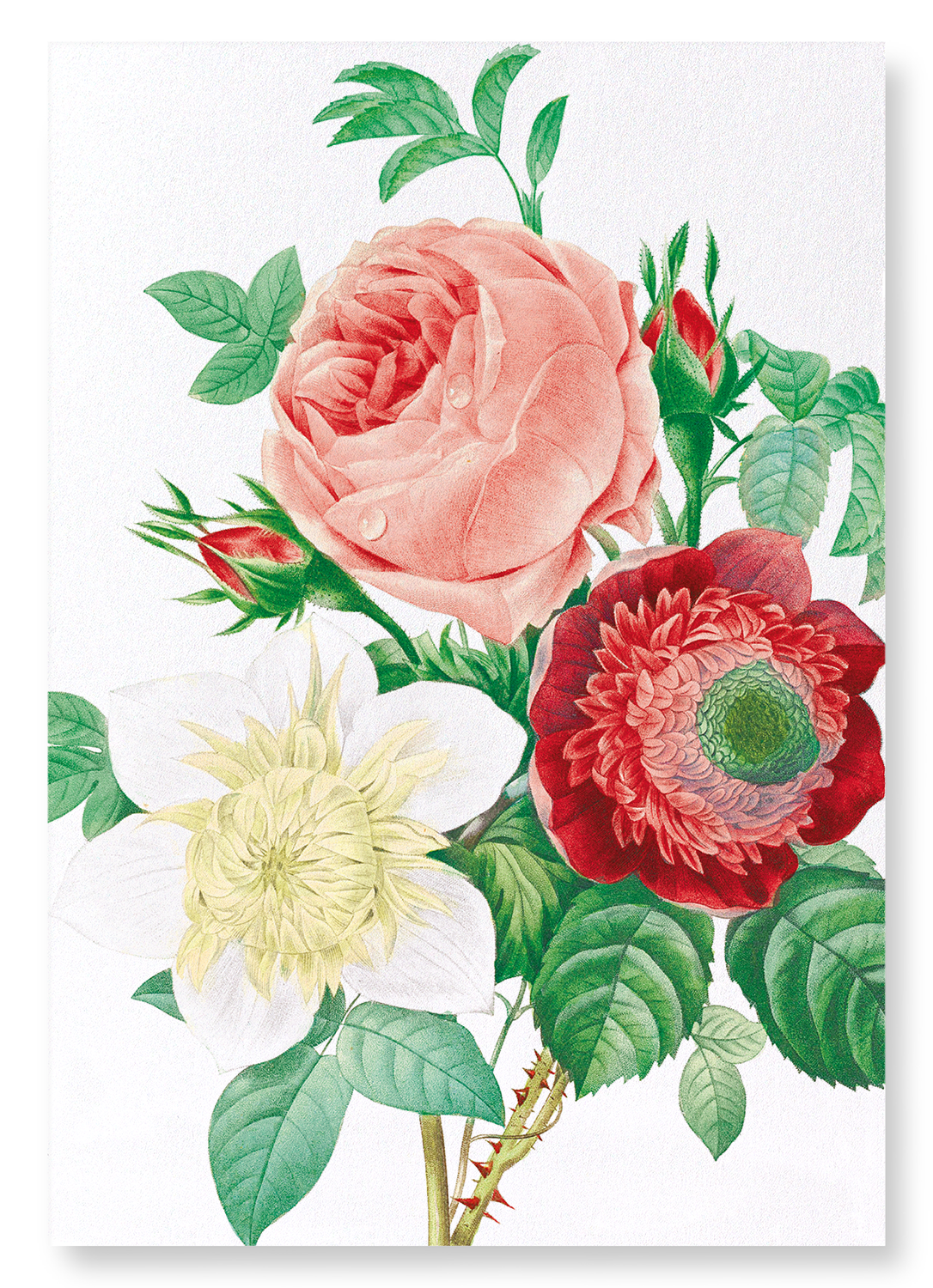 CLEMATIS & PINK ROSE: Botanical Art Print