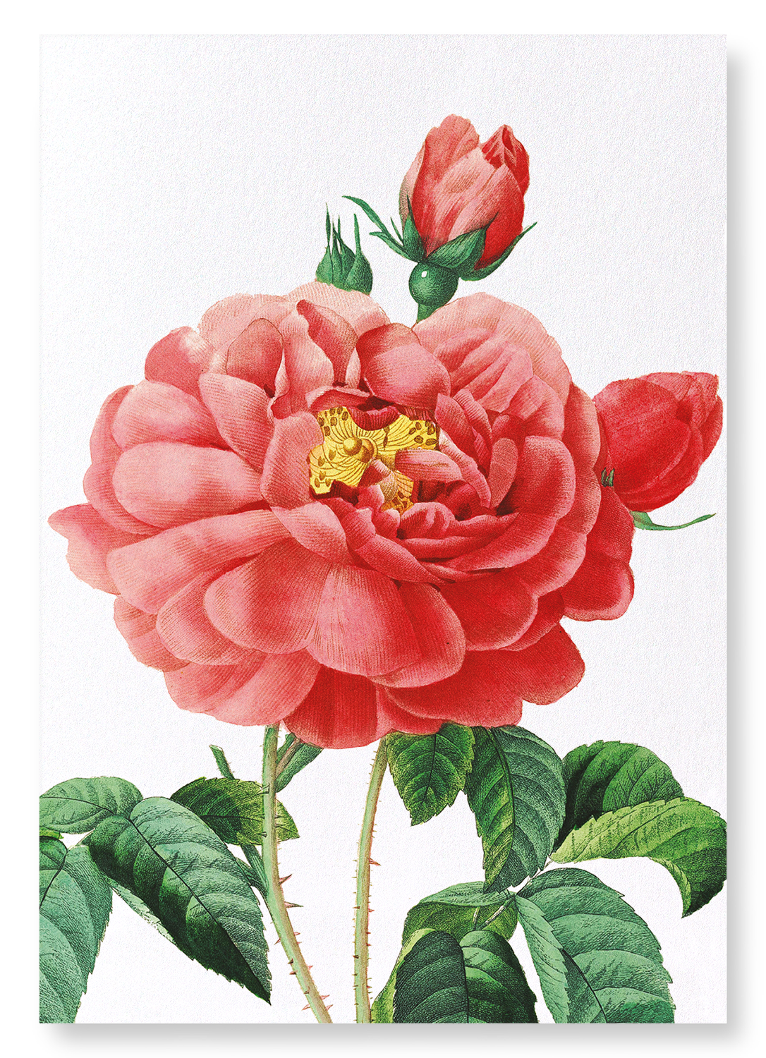 GALLICA ROSE: Botanical Art Print