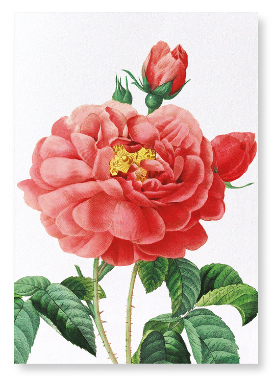 GALLICA ROSE: Botanical Art Print