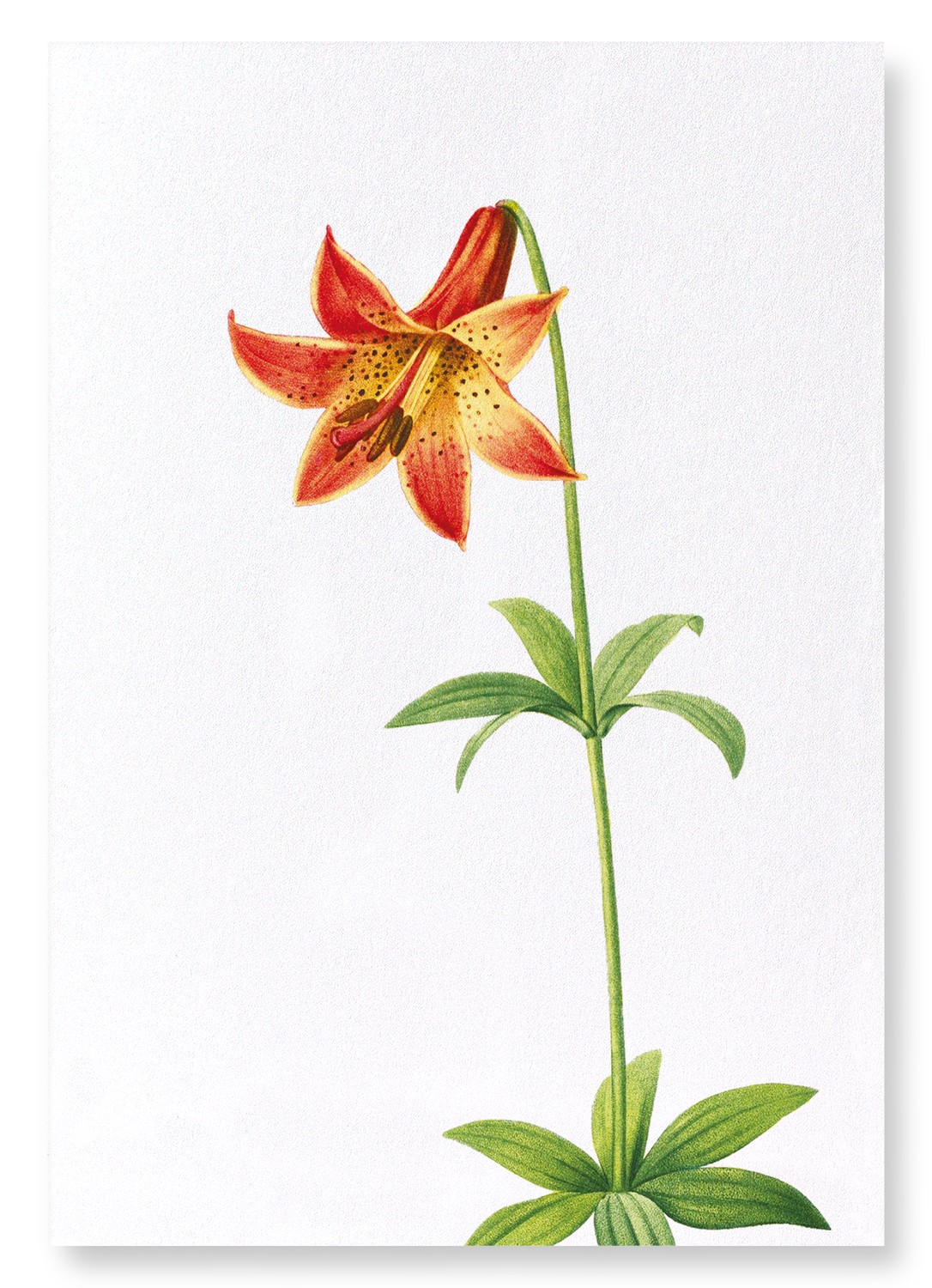 LILY: Botanical Art Print