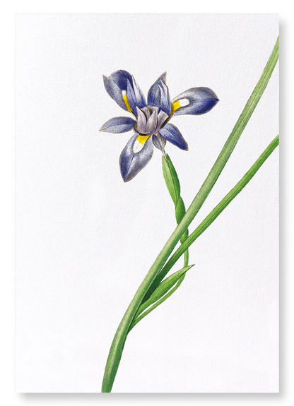 SISYRINCHIUM IRIS: Botanical Art Print