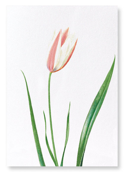 LADY TULIP: Botanical Art Print