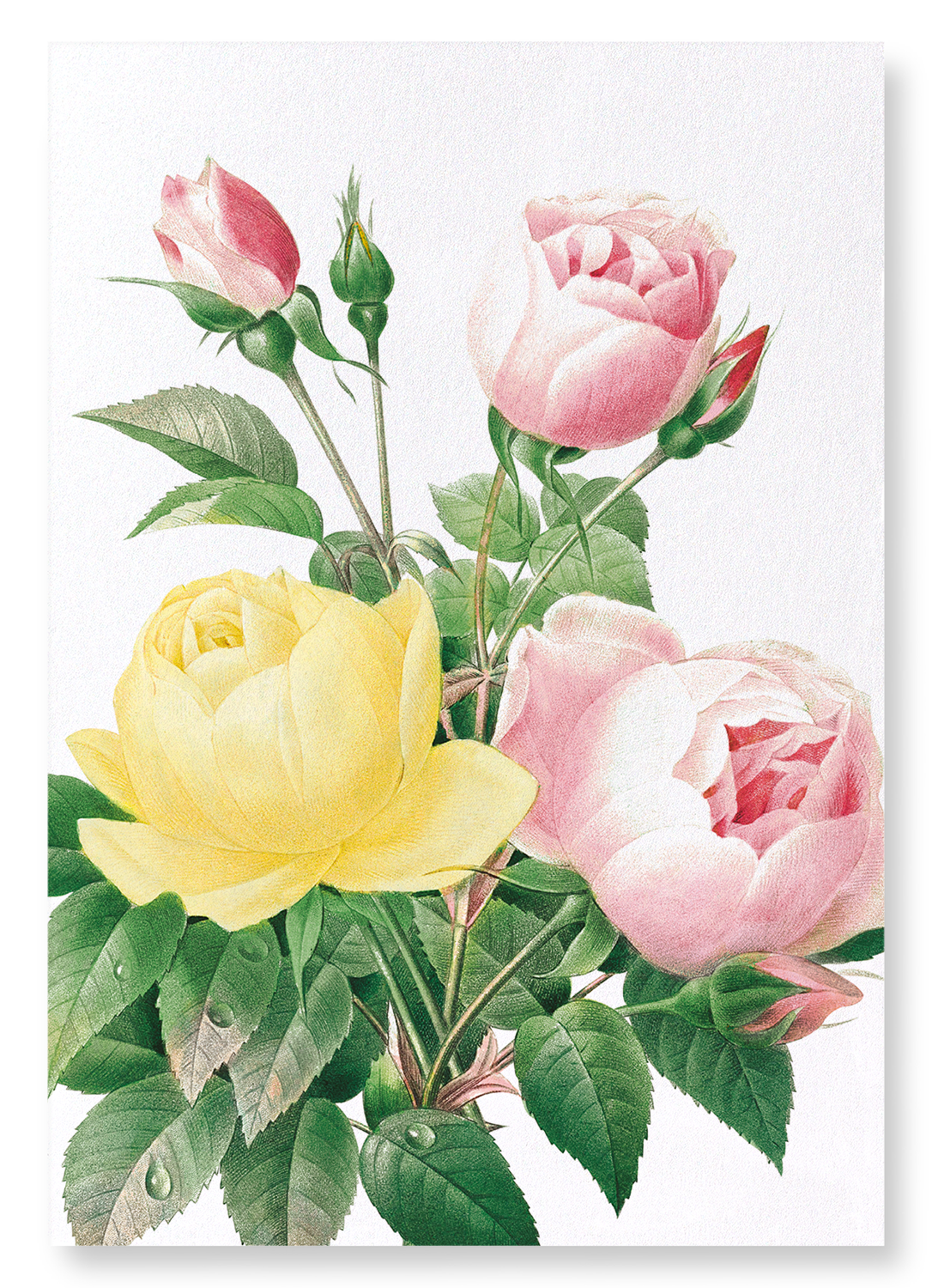 YELLOW AND PINK ROSE: Botanical Art Print