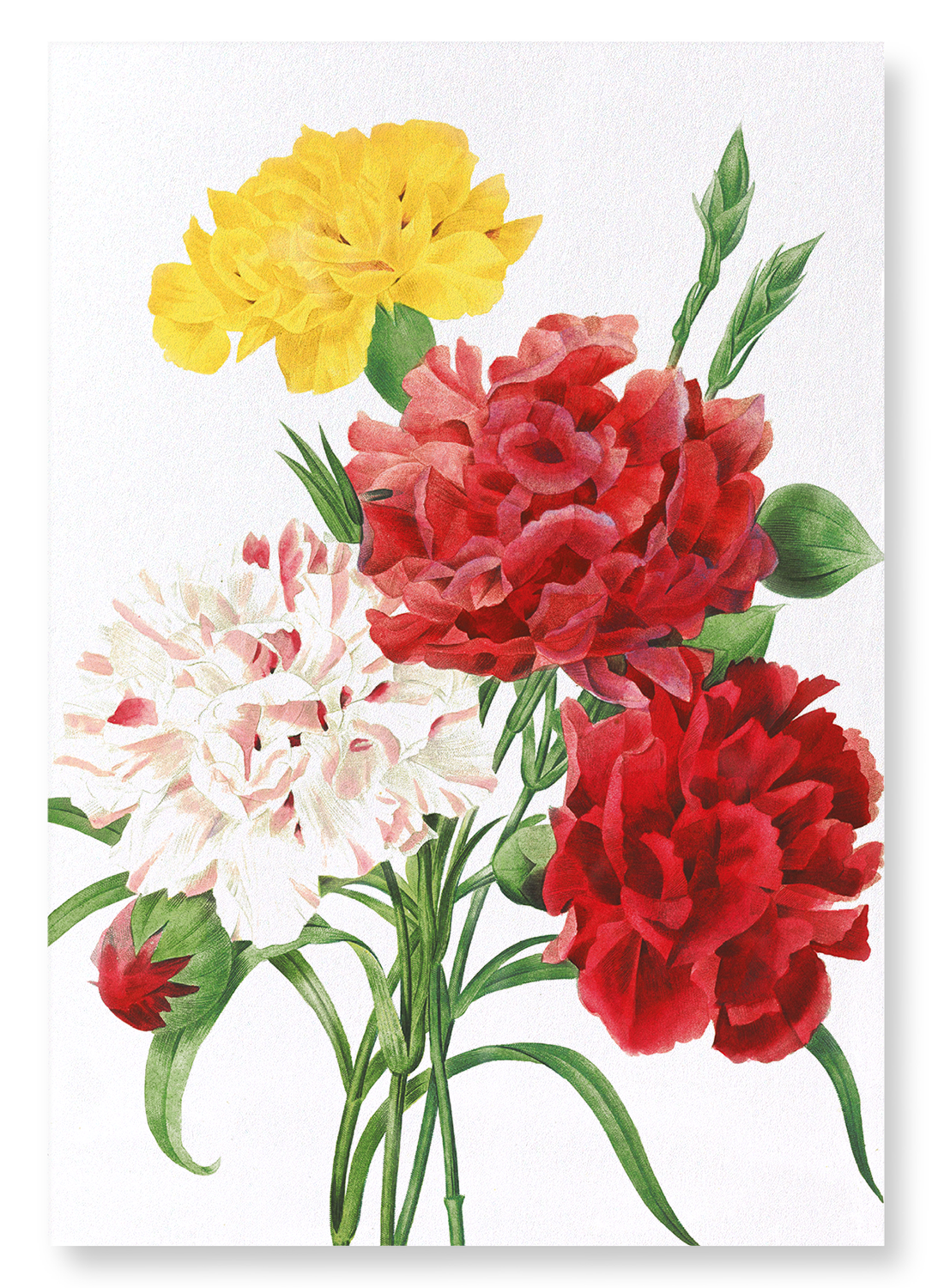 CARNATION: Botanical Art Print