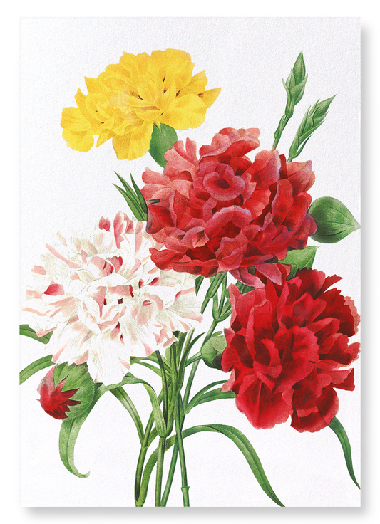 CARNATION: Botanical Art Print