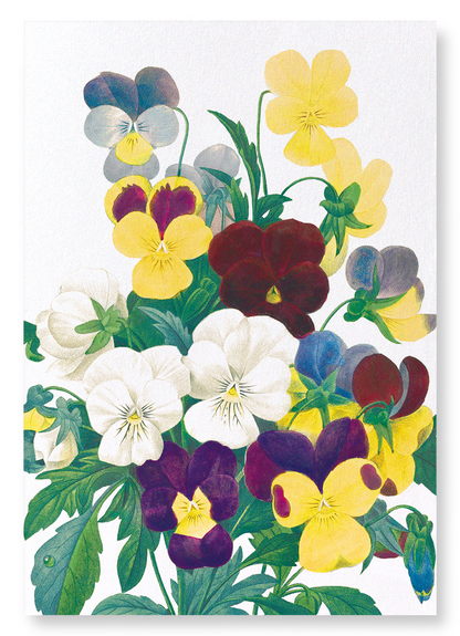 BUNCH OF PANSIES: Botanical Art Print