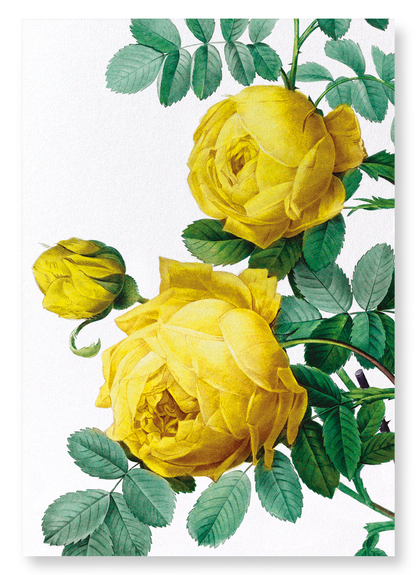 YELLOW ROSES: Botanical Art Print