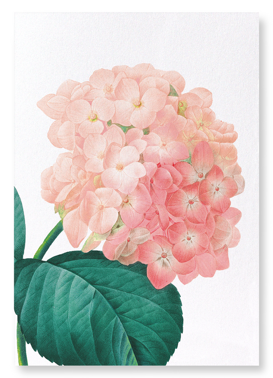 HORTENSIA: Botanical Art Print