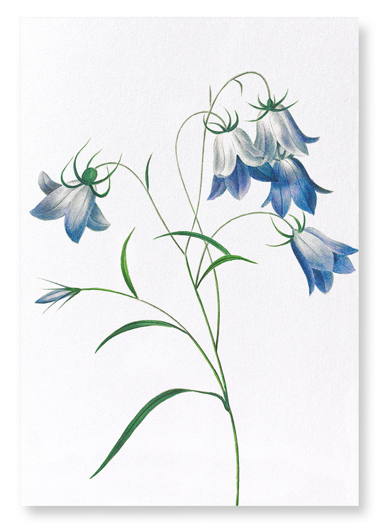 CAMPANULA: Botanical Art Print