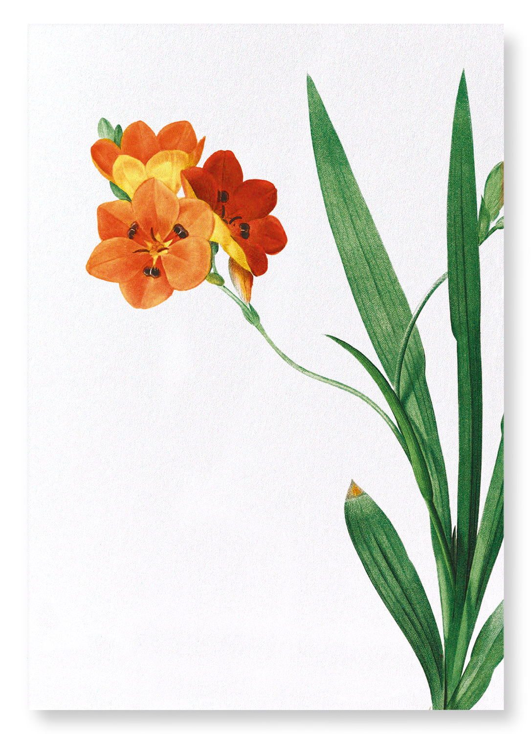 CORN LILY: Botanical Art Print