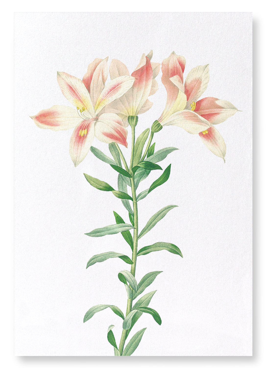 LILY OF THE INCAS: Botanical Art Print