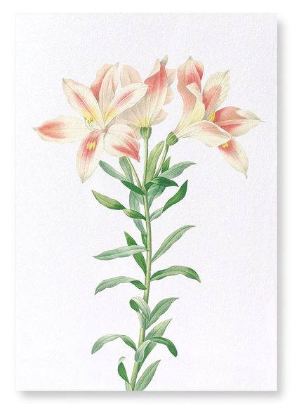 LILY OF THE INCAS: Botanical Art Print