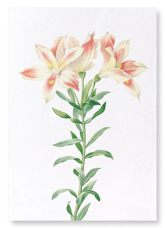 LILY OF THE INCAS: Botanical Art Print