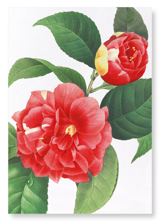 JAPANESE CAMELLIA: Botanical Art Print