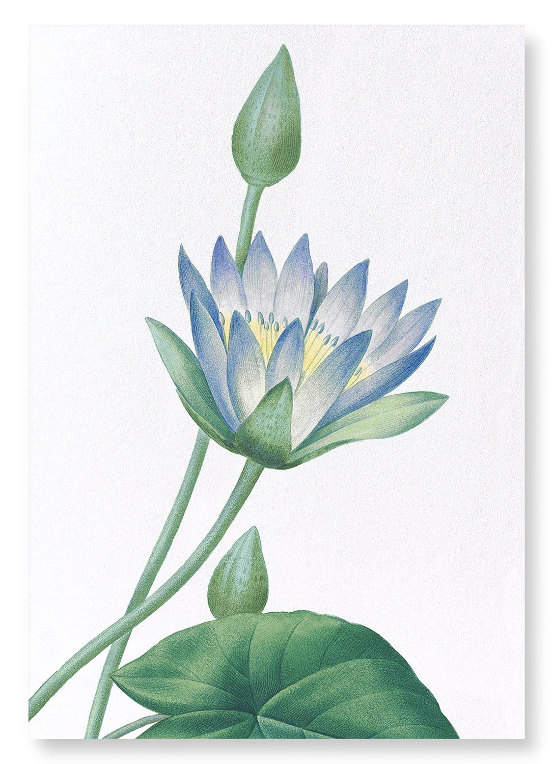 BLUE LOTUS: Botanical Art Print