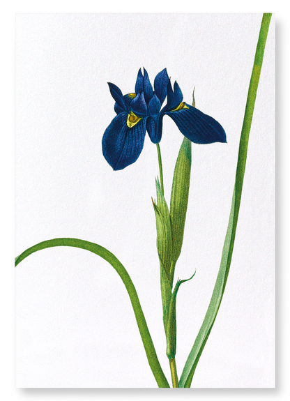 IRIS LISYRINCHIUM: Botanical Art Print