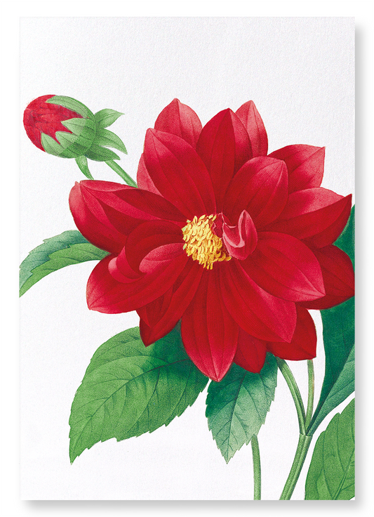 DAHLIA DOUBLE: Botanical Art Print