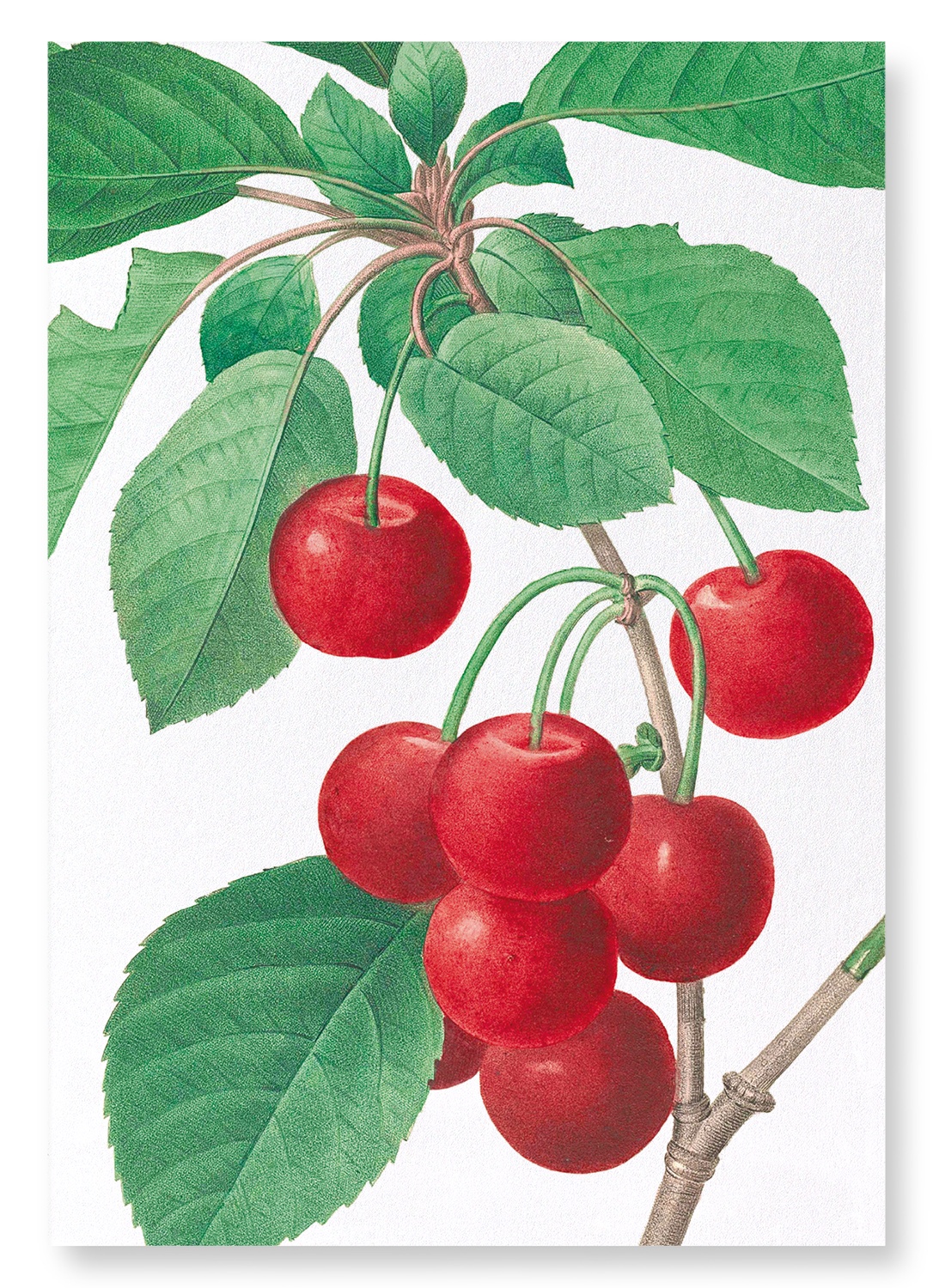 CHERRY: Botanical Art Print