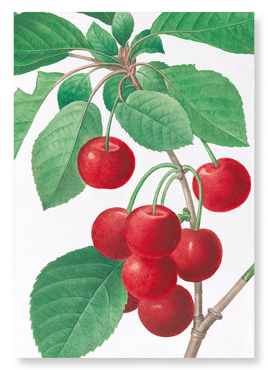 CHERRY: Botanical Art Print