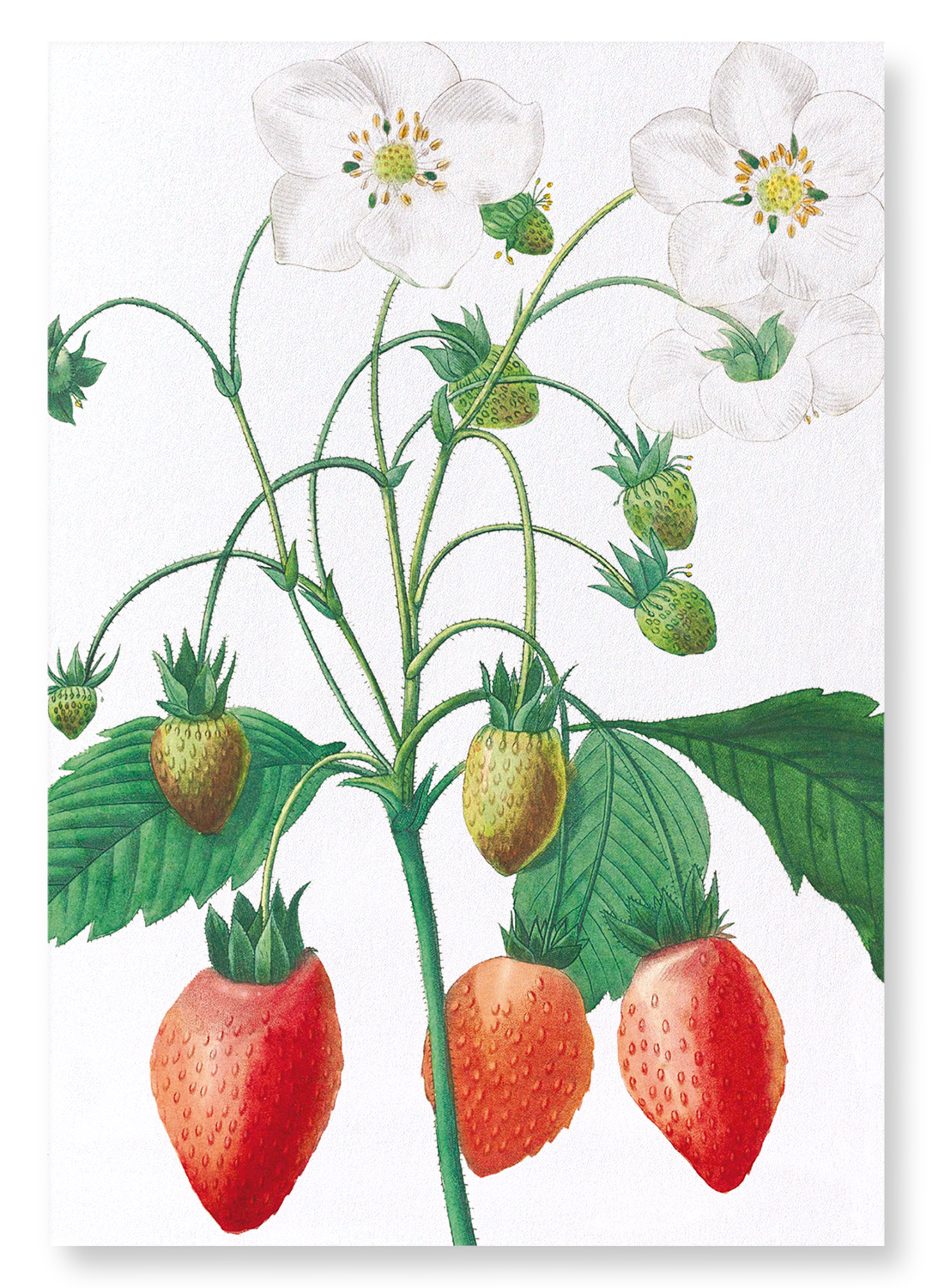 STRAWBERRY: Botanical Art Print