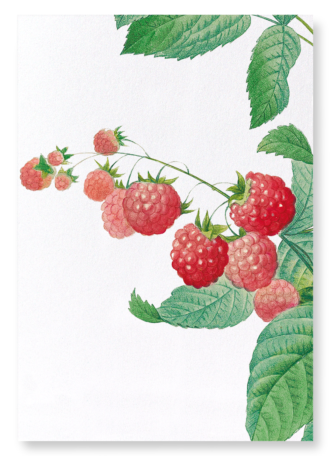 RASPBERRY: Botanical Art Print