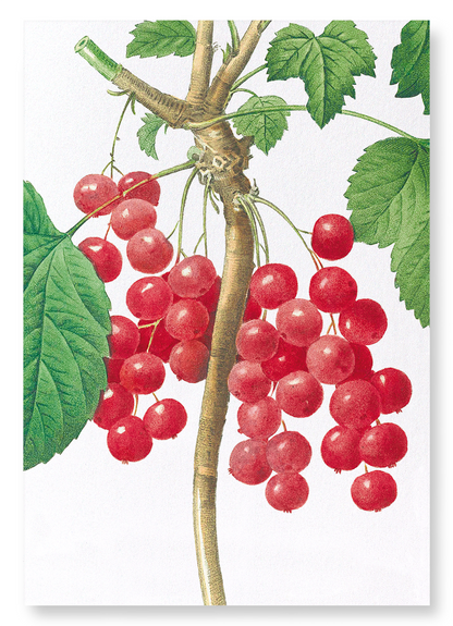 REDCURRANTS: Botanical Art Print
