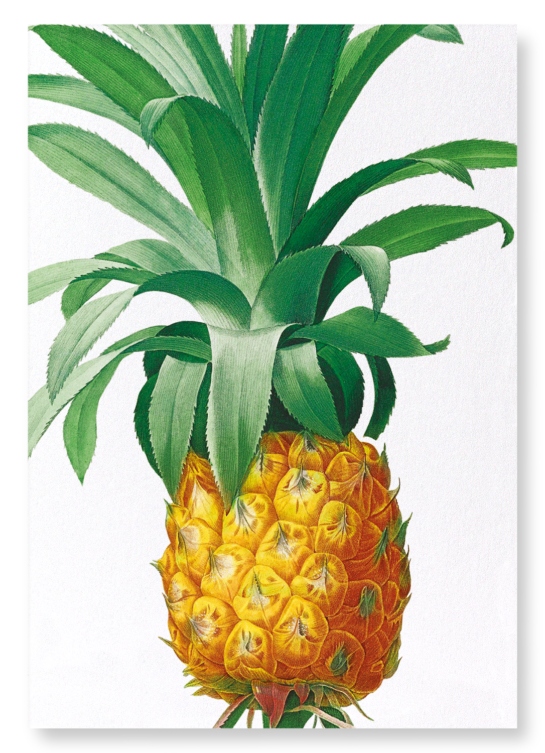 PINEAPPLE: Botanical Art Print
