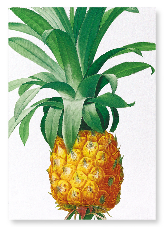 PINEAPPLE: Botanical Art Print