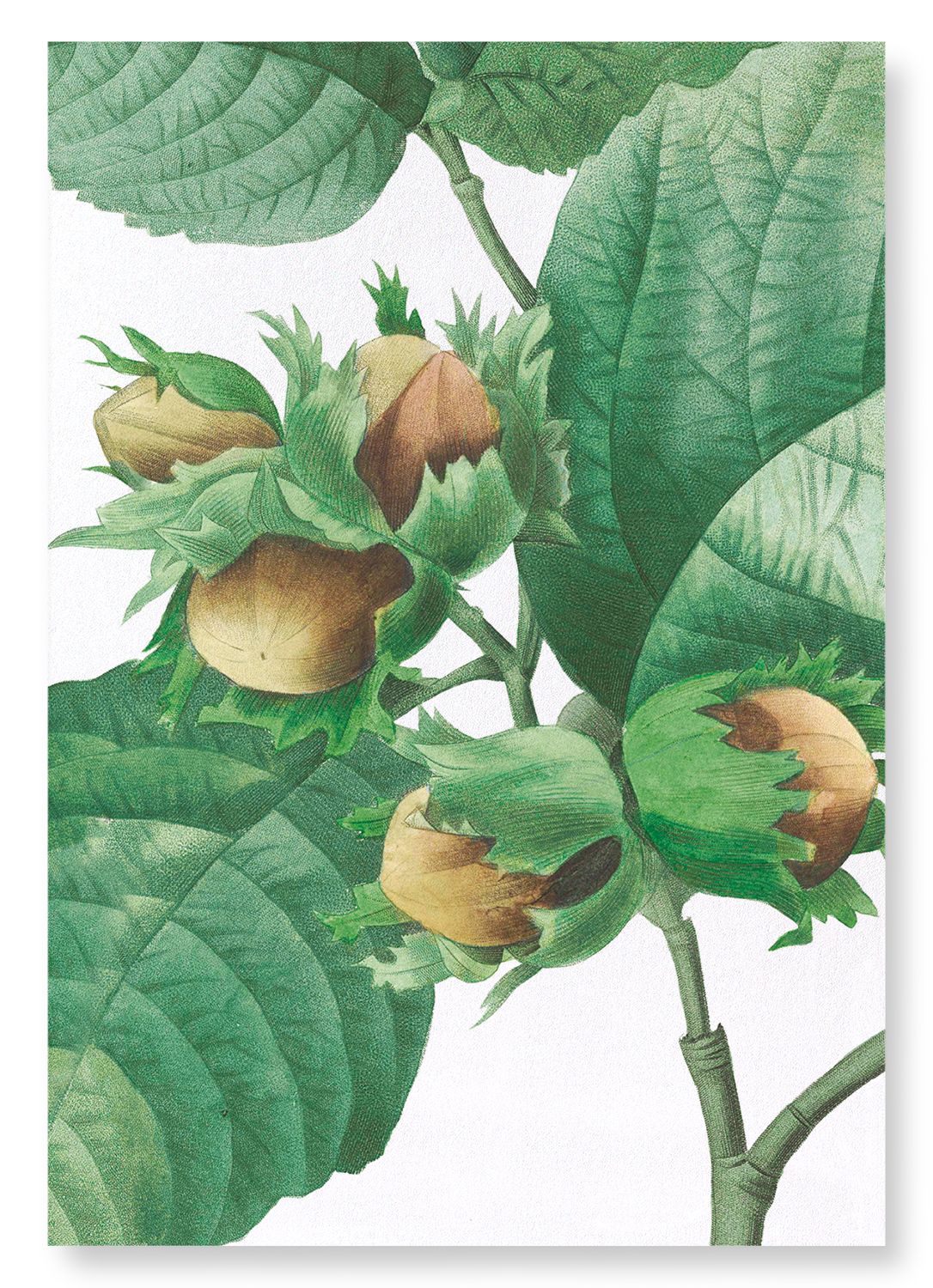 FILBERT HAZLENUT: Botanical Art Print