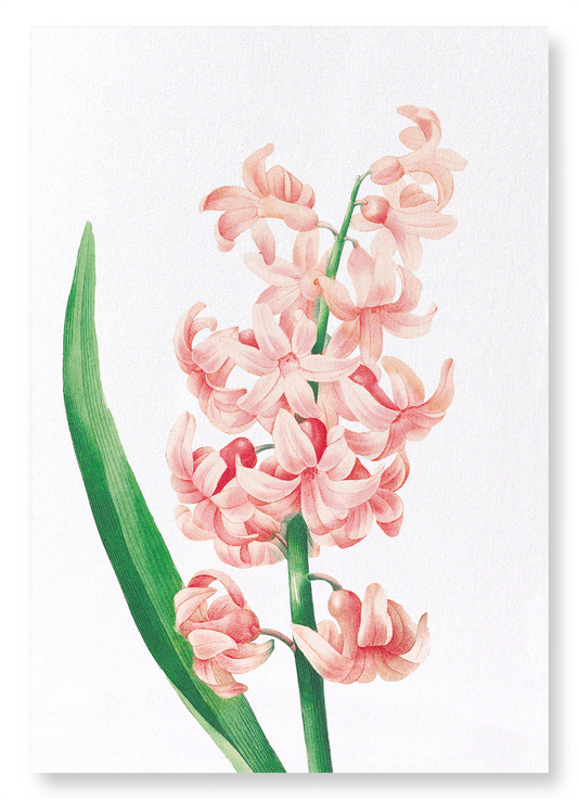 ORIENTAL HYACINTH: Botanical Art Print