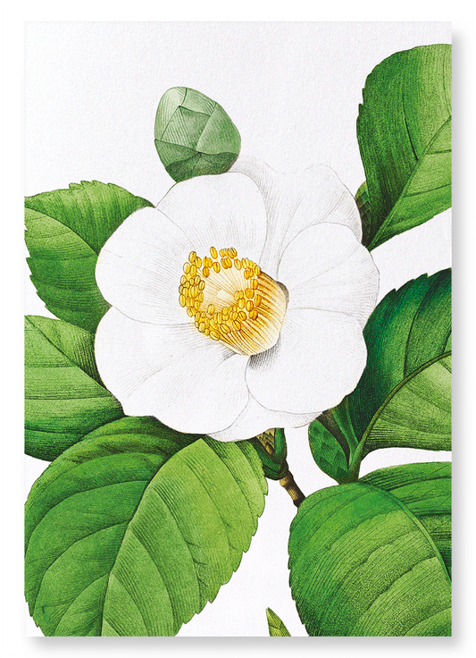 JAPANESE CAMELLIA: Botanical Art Print