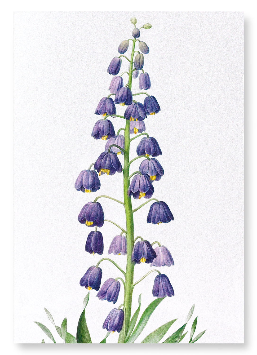 ADIYAMAN: Botanical Art Print