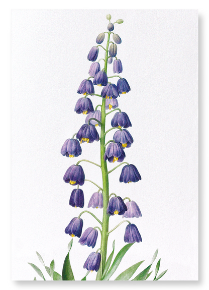 ADIYAMAN: Botanical Art Print