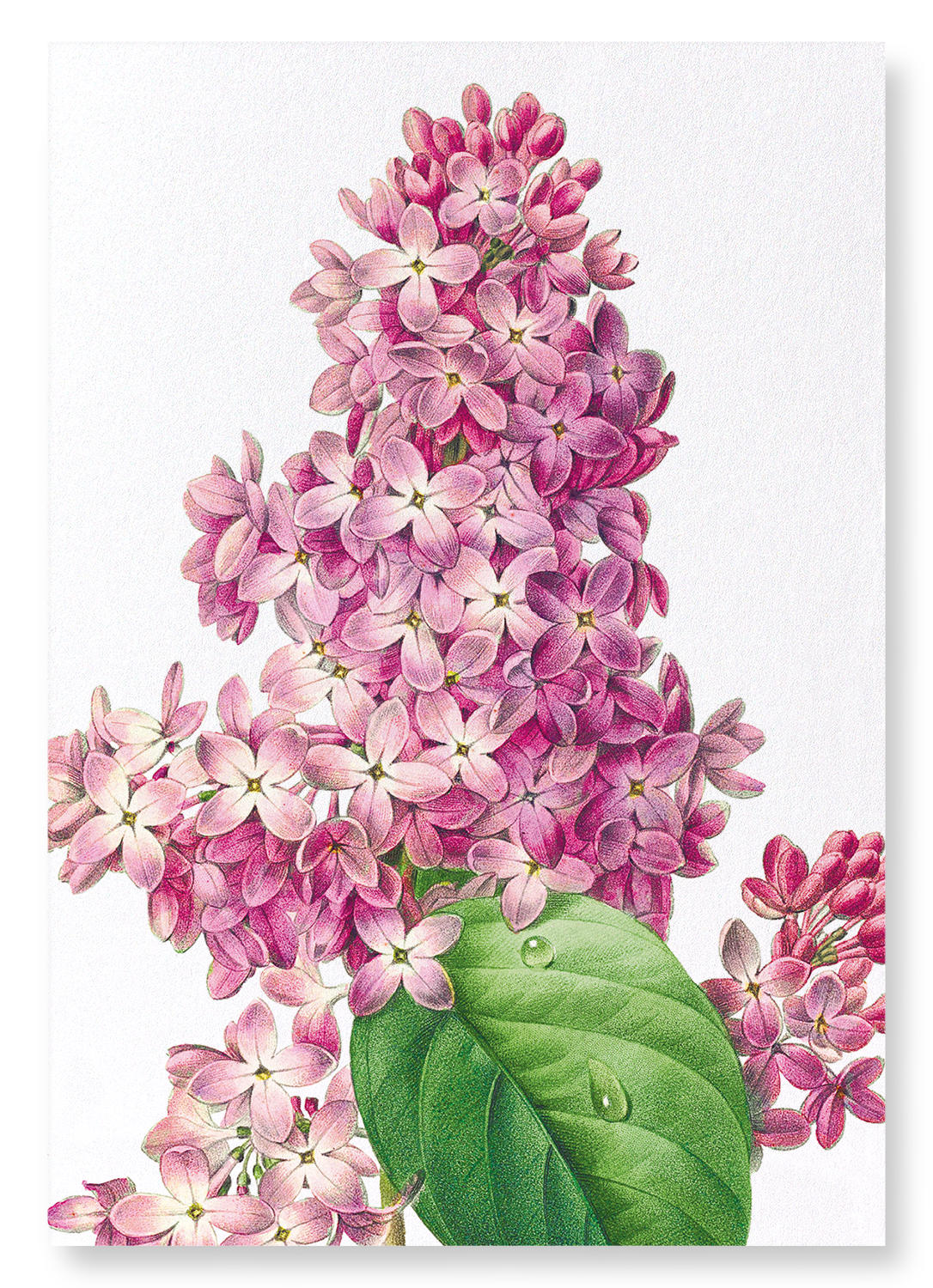 LILAC: Botanical Art Print
