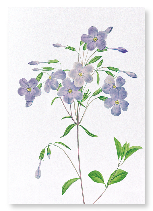PHLOX: Botanical Art Print