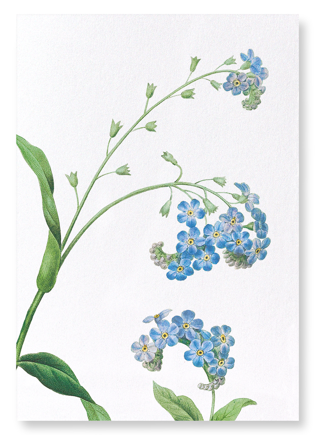 FORGET ME NOT FLOWER: Botanical Art Print