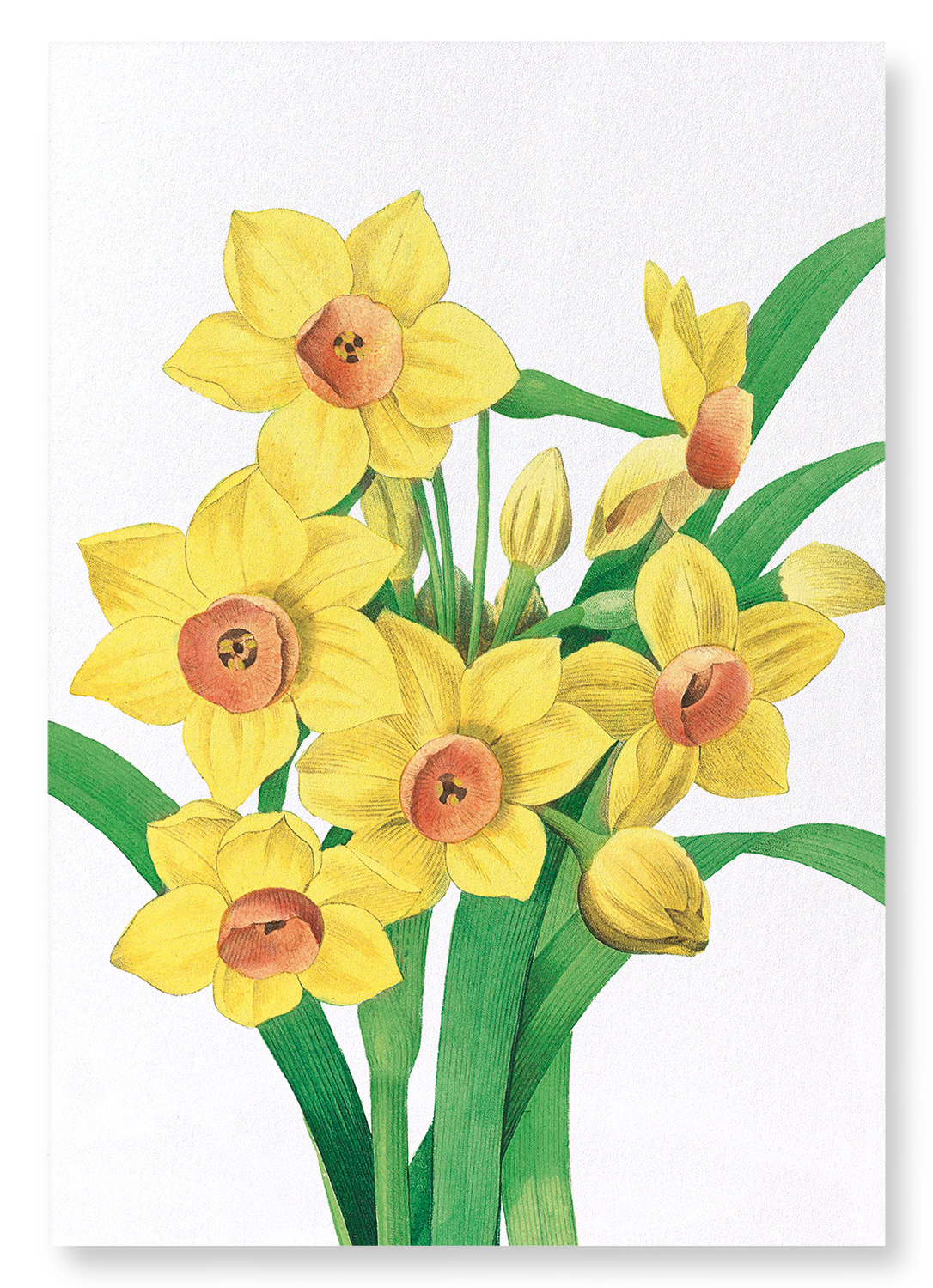 DAFFODIL: Botanical Art Print
