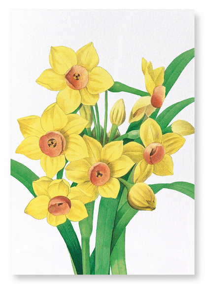 DAFFODIL: Botanical Art Print