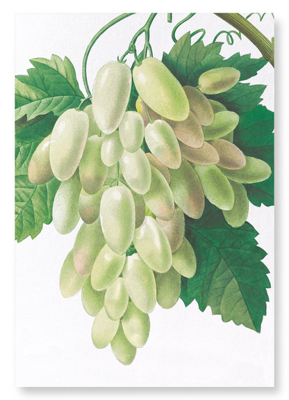 GRAPES AND VINE LEAVES: Botanical Art Print