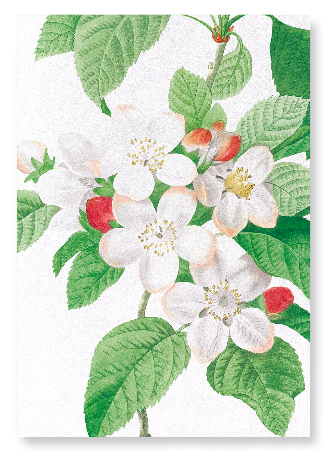 FLORES MALI OF THE APPLE TREE: Botanical Art Print