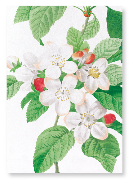 FLORES MALI OF THE APPLE TREE: Botanical Art Print