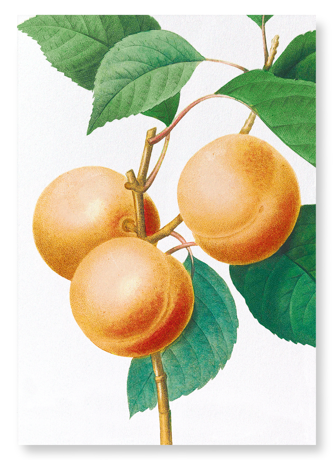 APRICOT: Botanical Art Print