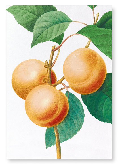 APRICOT: Botanical Art Print